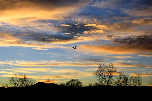 https://commons.wikimedia.org/wiki/File:Bird_flying_at_sunset.jpg